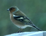 Bokfink (Fringilla coelebs)