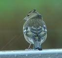 Bokfink (Fringilla coelebs)