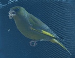 Grønnfink (Carduelis chloris)