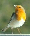 Rødstrupe (Erithacus rubecula)