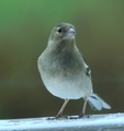 Bokfink (Fringilla coelebs)