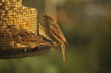 Gråspurv (Passer domesticus)