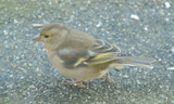 Bokfink (Fringilla coelebs)