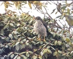 Spurvehauk (Accipiter nisus)