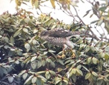 Spurvehauk (Accipiter nisus)