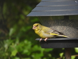 Grønnfink (Carduelis chloris)