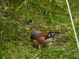 Bokfink (Fringilla coelebs)