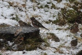 Bokfink (Fringilla coelebs)