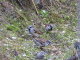 Gråspurv (Passer domesticus)