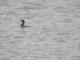 Storskarv (Phalacrocorax carbo)