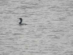 Storskarv (Phalacrocorax carbo)