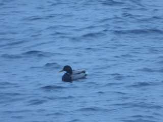 Stokkand (Anas platyrhynchos)