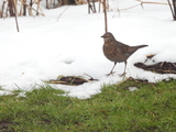 Svarttrost (Turdus merula)