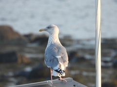 Gråmåke (Larus argentatus)