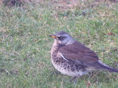 Gråtrost (Turdus pilaris)