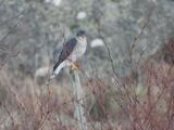 Spurvehauk (Accipiter nisus)