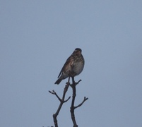 Rødvingetrost (Turdus iliacus)