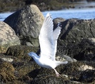 Gråmåke (Larus argentatus)