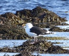 Svartbak (Larus marinus)