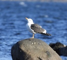 Sildemåke (Larus fuscus)