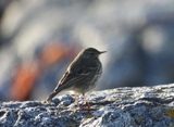 Skjærpiplerke (Anthus petrosus)