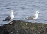 Gråmåke (Larus argentatus)