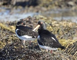 Tjeld (Haematopus ostralegus)