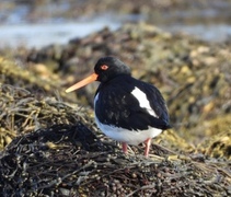 Tjeld (Haematopus ostralegus)