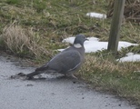 Ringdue (Columba palumbus)