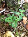 Legeveronika (Veronica officinalis)