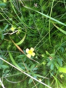 Tepperot (Potentilla erecta)