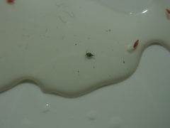 Hoppekreps (Copepoda)