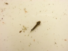 Mosquito (Culicidae)