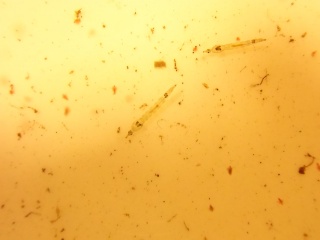 Vårfluelarver u/ hus (Trichoptera Samlegruppe)
