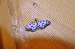 Small Magpie (Anania hortulata)