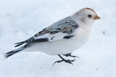 Snow bunting (Plectrophenax nivalis)