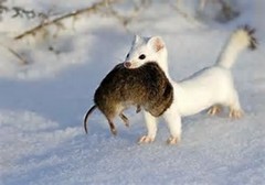 Snømus (Mustela nivalis)