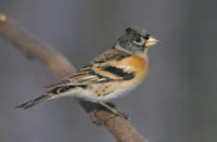 Bjørkefink (Fringilla montifringilla)