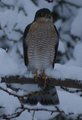 Spurvehauk (Accipiter nisus)