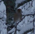 Kjernebiter (Coccothraustes coccothraustes)