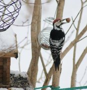White-backed Woodpecker (Dendrocopos leucotos)