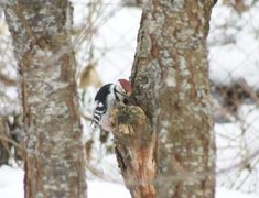 White-backed Woodpecker (Dendrocopos leucotos)