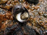 Strandsnegler (Littorina)