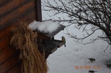 Kjøttmeis (Parus major)