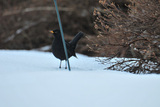 Svarttrost (Turdus merula)