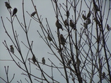 Sidensvans (Bombycilla garrulus)