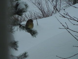 Gulspurv (Emberiza citrinella)