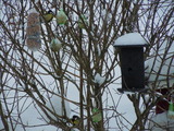 Kjøttmeis (Parus major)