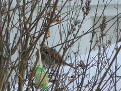 Mistle Thrush (Turdus viscivorus)