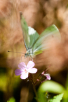 Rapssommerfugl (Pieris napi)